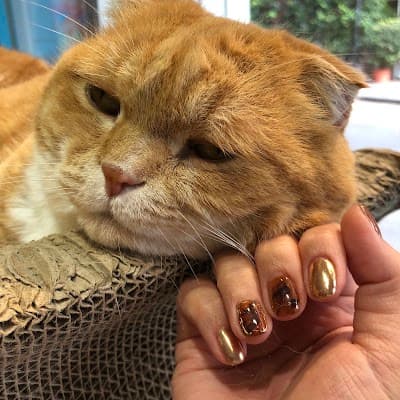 Painted Nail Salon 東區美甲沙龍